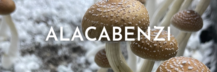 Alacabenzi-mushrooms