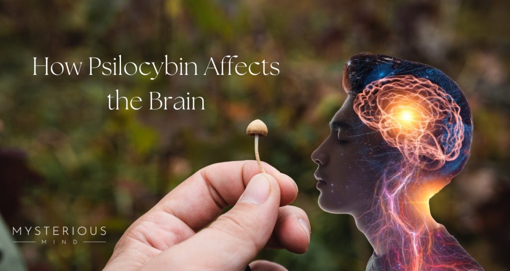 How-psilocybin-affects-the-brain