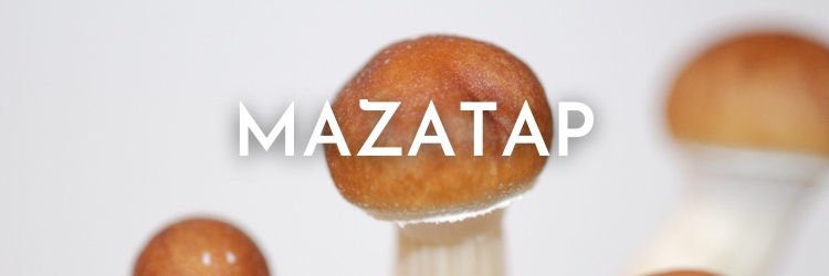 Mazatap-mushrooms