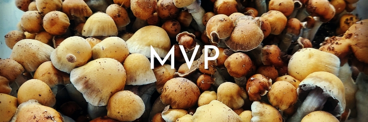Mvp-mushrooms