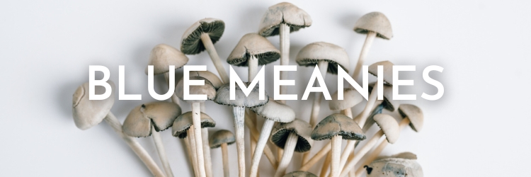 Blue-meanies-mushrooms