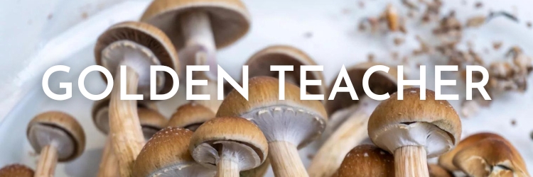 Golden-teacher-mushrooms