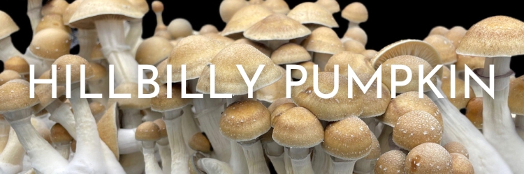 Hillbilly-pumpkin-mushrooms