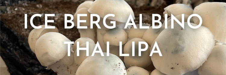 Ice-berg-albino-thai-lipa-mushrooms