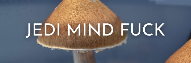 Jedi-mind-fuck-mushrooms